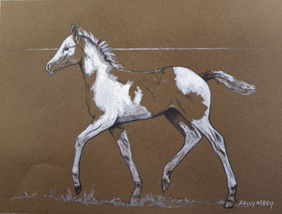 Pinto Foal